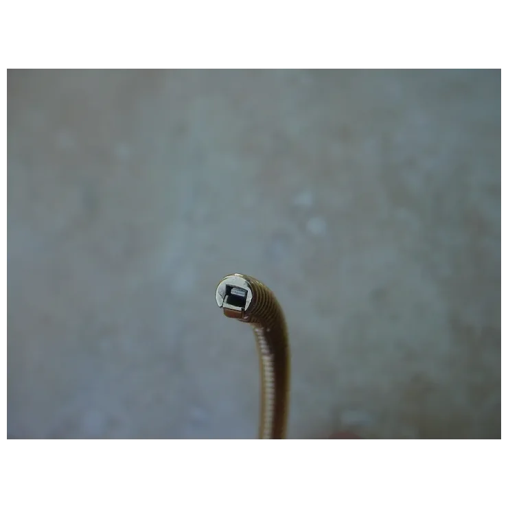 Close-up of a snake's head on a blurred background